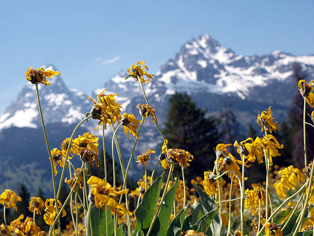 Grand Teton Mountain Range And Flowers 2008