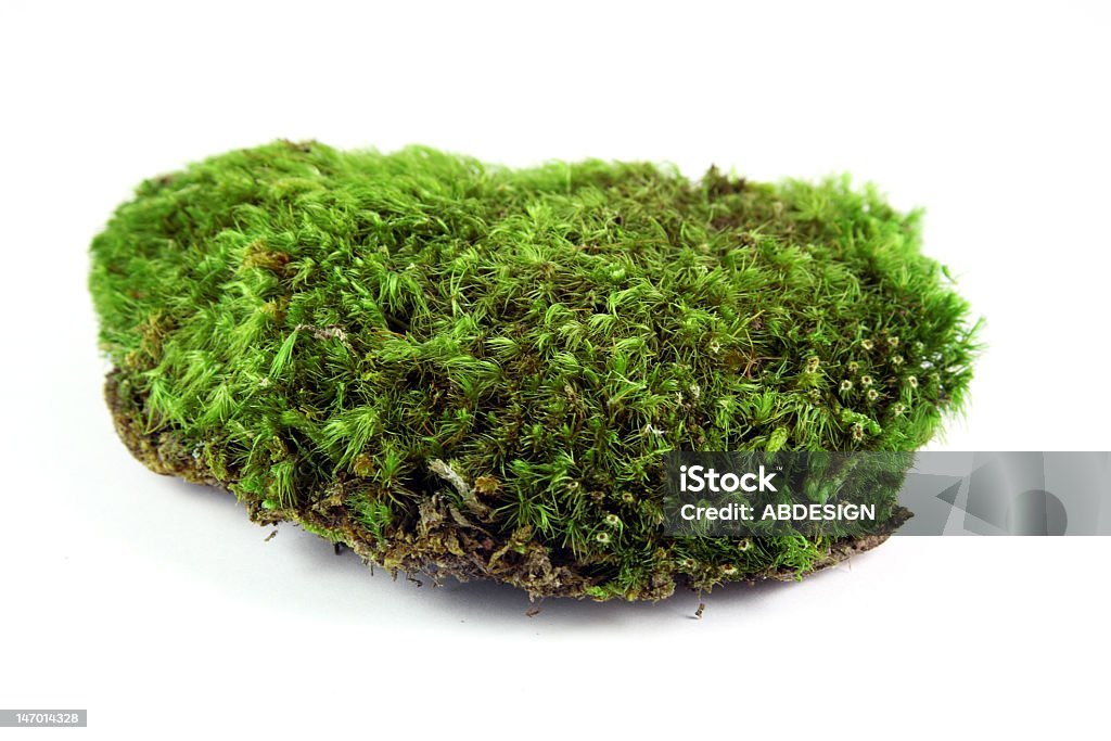 Verde moss - Royalty-free Cor verde Foto de stock