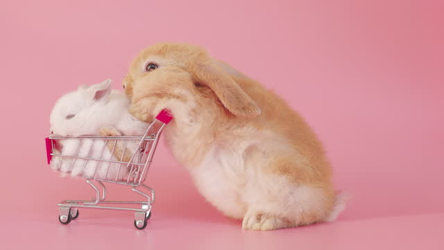 Little rabbit in shopping cart on isolate pink background screen