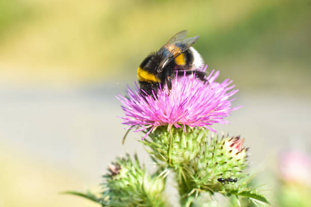 istock Bumble Bee on wild flower in springtime 1470143892