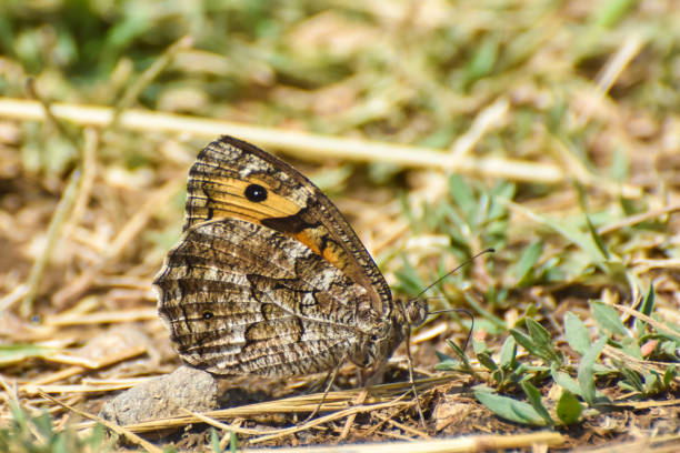 arethusana arethusa, fałszywy lipieni motyl w trawie - cyrce zdjęcia i obrazy z banku zdjęć
