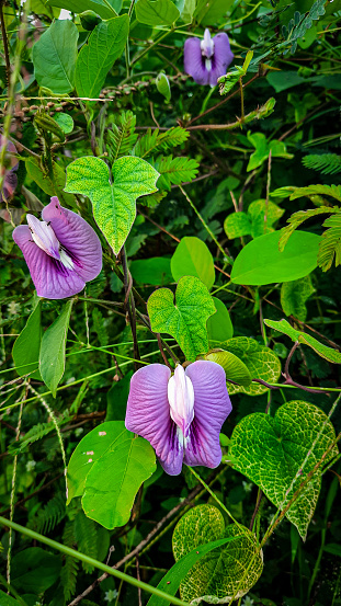 Centrosema virginianum is a plant species of the butterfly pea type that comes from the Fabaceae tribe.  This plant is widespread in Uruguay, West Indies, southeastern America, to Africa.  Centrosema virginianum is similar to the species of butterfly pea which is spread in Indonesia