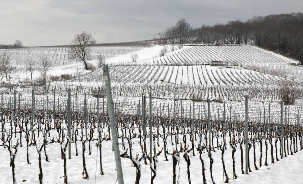 istock Snow covered vineyard in winter 1470144227