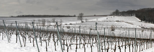 istock Snow covered vineyard in winter 1470144228