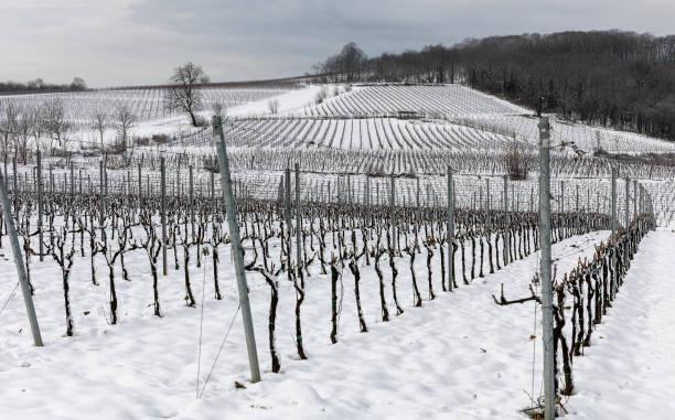 istock Snow covered vineyard in winter 1470144273