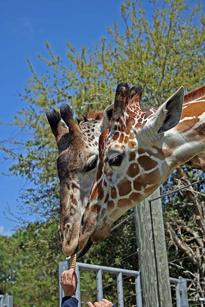 istock Feeding Time of Two Giraffes at the Zoo 147014438