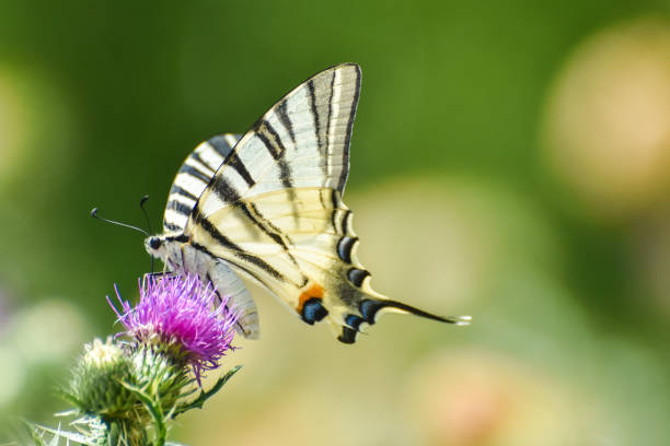 istock Scarce swallowtail - Iphiclides podalirius 1470145008