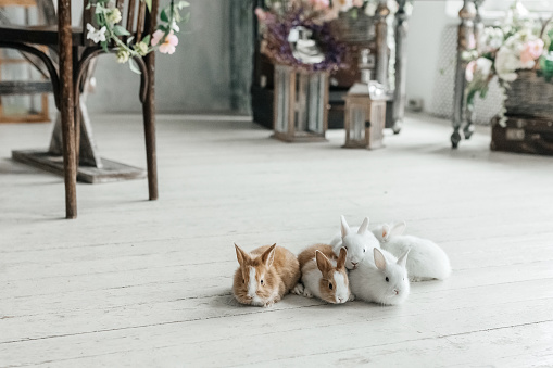 A group of cute Easter bunny rabbits on the living room floor. Beautiful cute pets