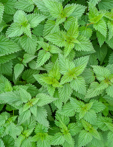 Close shot fresh green leaves of stinging nettle. Vertical format, background, texture. Mobile photography.