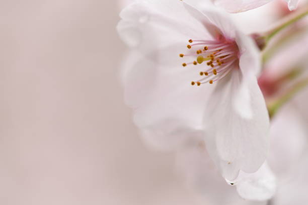 istock Cherry blossom flowers blooming in spring. 1470148336