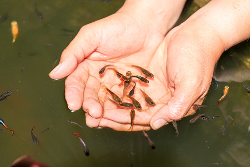 A lot of small fish swimming in the palm and in the water.: Pictures in Thailand