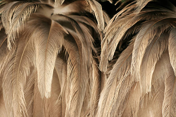 plumage d'autruche - ostrich bird wind fluffy photos et images de collection