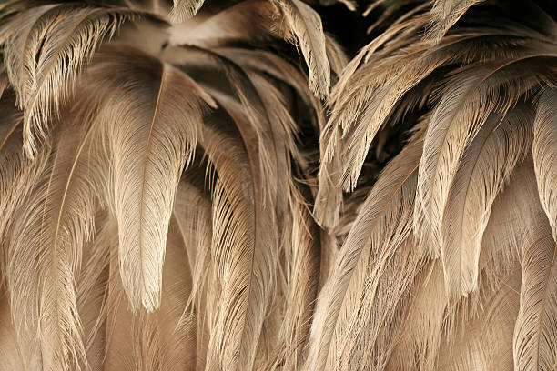 plumage de avestruz - ostrich bird wind fluffy imagens e fotografias de stock