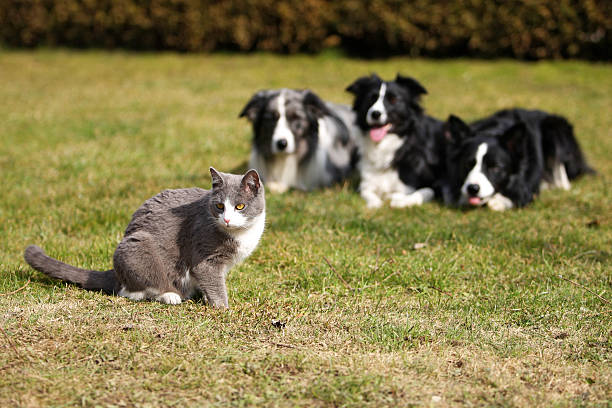 istock Three dogs gazing into a cat 147015010