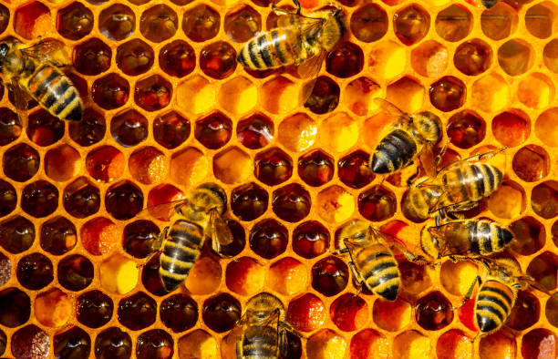istock Flower pollen, nectar and honey in comb. Color harmony. 1470151649