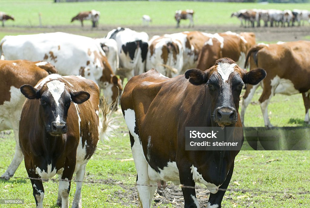 Vaches de pâturage - Photo de Agriculture libre de droits