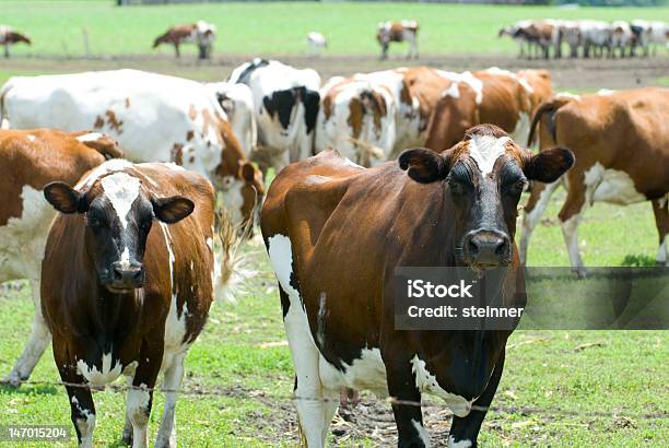 Vacas Em Um Pasto - Fotografias de stock e mais imagens de Agricultura - Agricultura, Animal, Ao Ar Livre