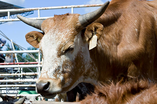 Young Alberta Beef stock photo