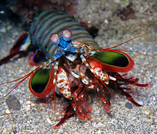 istock A colorful Mantis shrimp on a rock below water 147015333