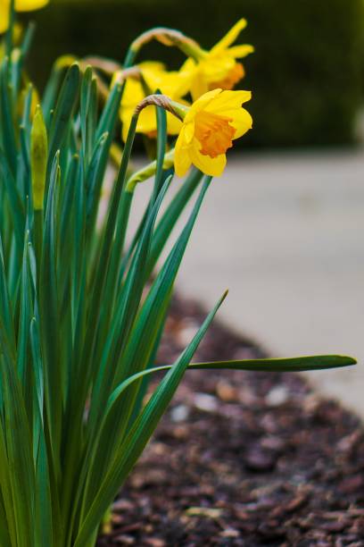 istock Vertical shot of wild daffodils growing in a field under the sunlight 1470153574