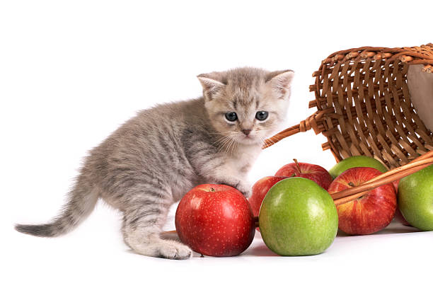 gattino e un cesto con mele - domestic cat kitten scottish straight short hair foto e immagini stock