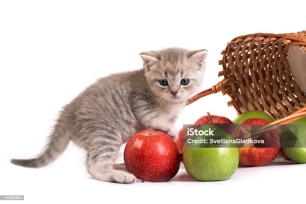 Kociak oraz kosz z jabłek - Zbiór zdjęć royalty-free (Biały)