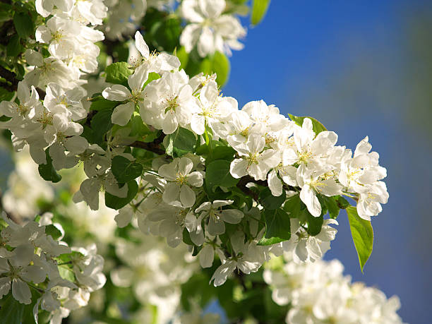 Fiori di melo primo piano 1 - foto stock