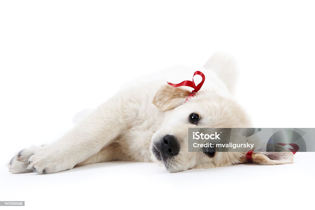 Cansado de cachorro perro cobrador descansar con bows rojo - Foto de stock de Acostado libre de derechos