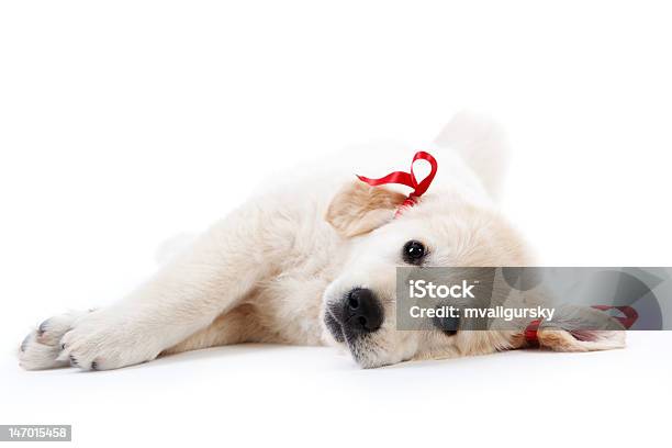 Cansado De Cachorro Perro Cobrador Descansar Con Bows Rojo Foto de stock y más banco de imágenes de Acostado