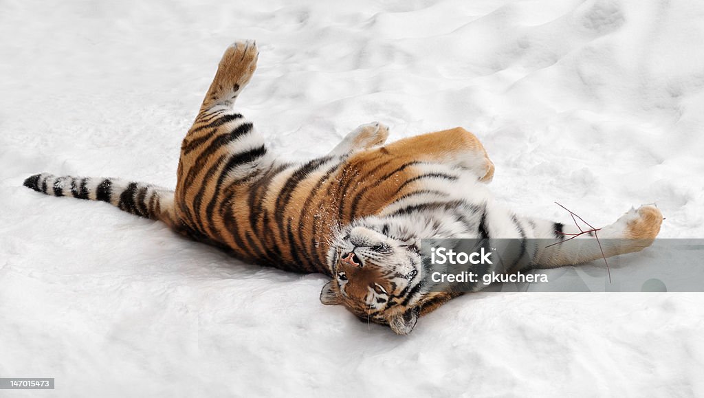 Amur-Tiger (Panthera tigris altaica) Rolls im Schnee - Lizenzfrei Tiger Stock-Foto