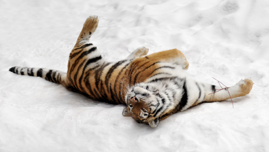Amur Tiger (Panthera tigris altaica) Rolls in the Snow playing with twig - captive animal