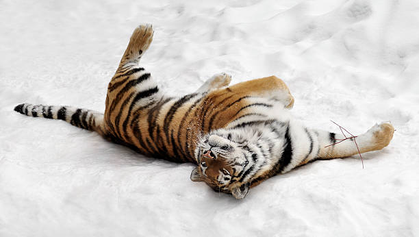 Amur Tiger (Panthera tigris altaica) Rolls in the Snow stock photo