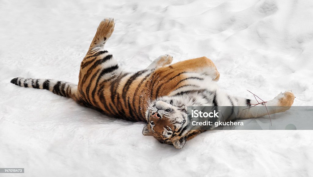 Amur Tigre (Panthera Tigre altaica) rolos na Neve - Royalty-free Tigre Foto de stock