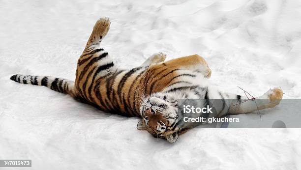 Amur Tigre Rolos Na Neve - Fotografias de stock e mais imagens de Tigre - Tigre, Brincalhão, Neve