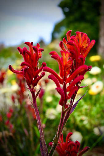 Native Flowers of Australia