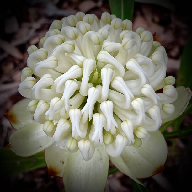 Flowers Native Flowers of Australia telopea stock pictures, royalty-free photos & images