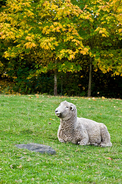 Romney Sheep stock photo