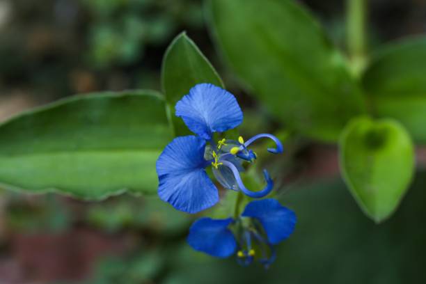 istock Commelina diffusa closeup. Climbing dayflower. Spreading dayflower. 1470156747
