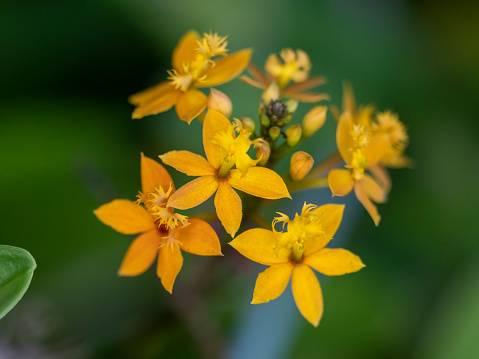 close up orange flowers