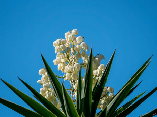 Yucca plant with flowers