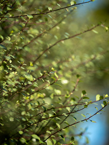 Background image - close up green leafs