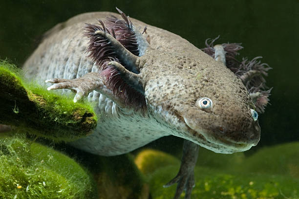 A close-up of an ugly sea creature under water