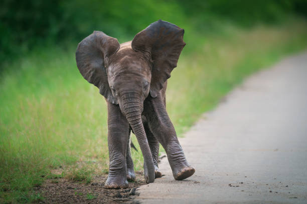 ein elefantenbaby tanzt am rande der teerstraße. - afrikanischer elefant stock-fotos und bilder