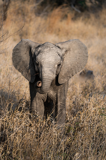 A young baby African elephant standing in the dry grassland looking into the camera, Kruger National Park.
