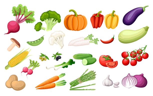 Big set vegetables fresh agriculture collection vector illustration on white background Big set vegetables fresh agriculture collection vector illustration on white background. raw potato vegetable illustration and painting symbol stock illustrations