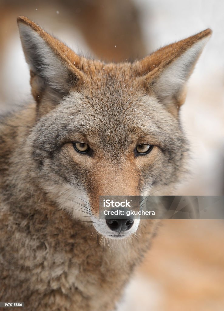 Койот (Canis latrans) надеется - Стоковые фото Без людей роялти-фри