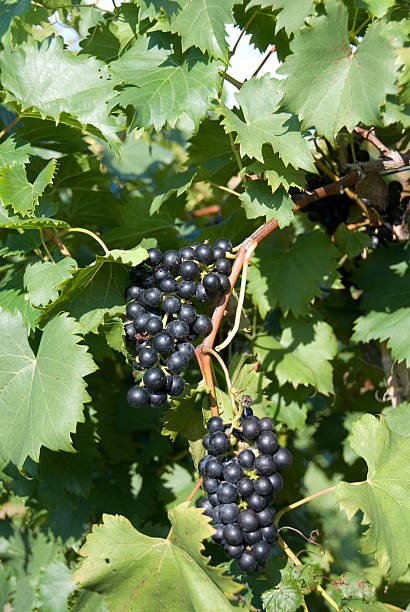 Vineyard grapes stock photo