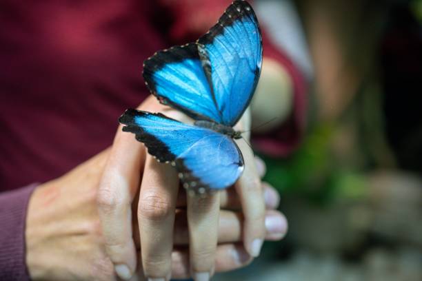 istock Person with a blue butterfly perched on the hand 1470161089