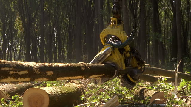 Cutting Forests - Preparing Firewood for Winter, Video Clip