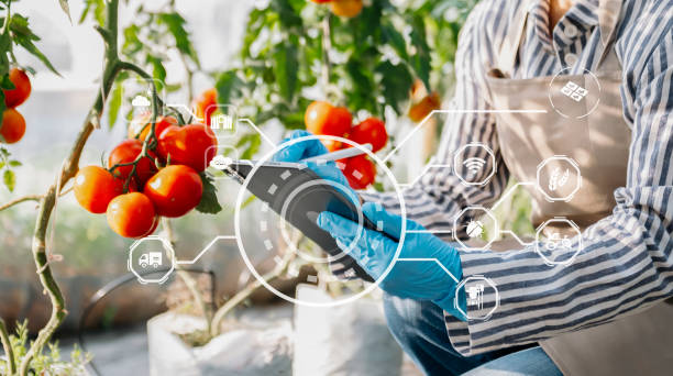 istock Smart farmer using application by tablet concepts modern vegetables and tomato at greenhouse. and visual icon. 1470161699